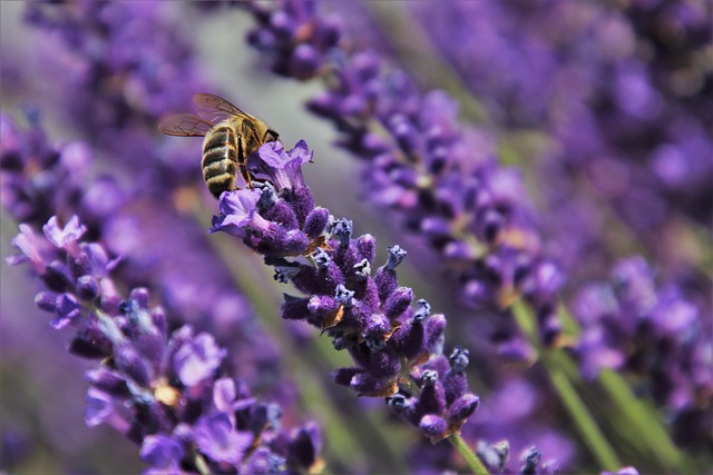 Free Lavender Fields Bee photo and picture