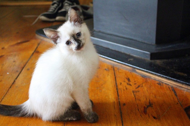 Gato, Asesinato, Mascota, Gatito