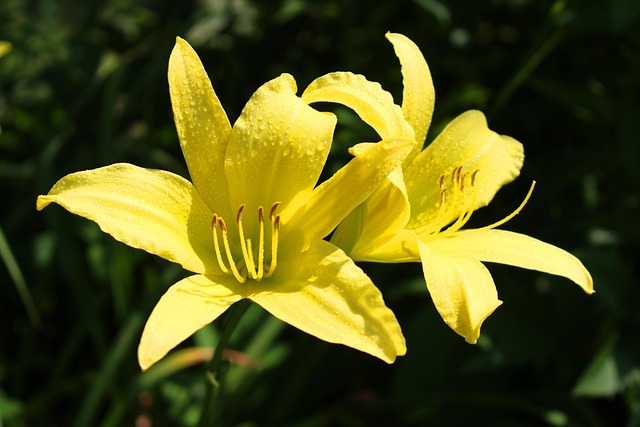 Flor, Amarillo, Papel Pintado De Flores