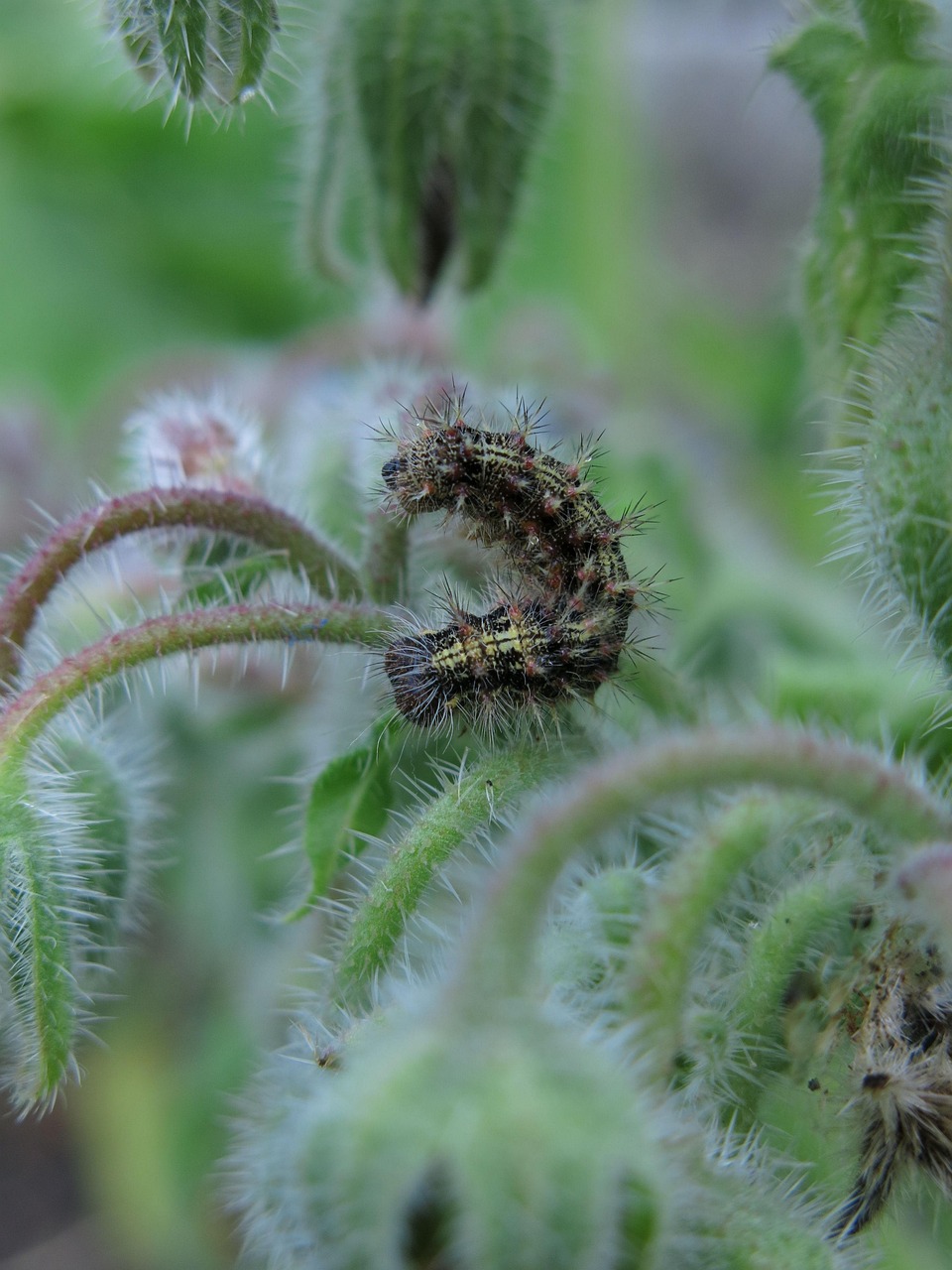 Raupe Distelfalter Borretsch - Kostenloses Foto auf Pixabay