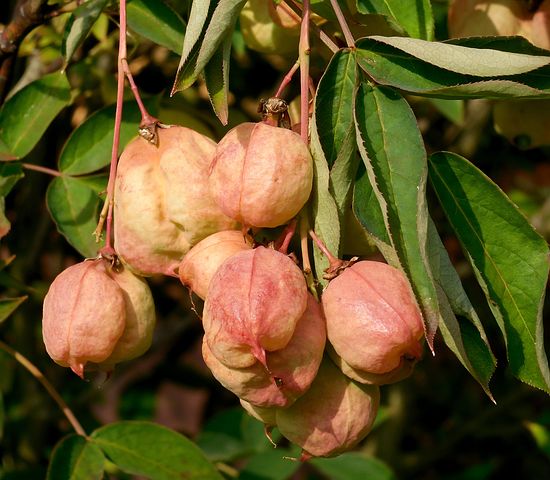Klokoč Pinnate, Staphylea Pinnata, Bush
