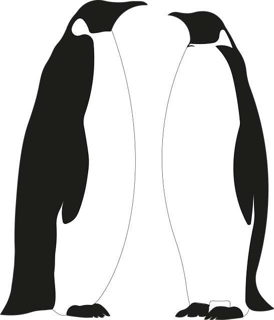 Pingvin, Pingviner, Fugl, Søt, Dyreliv