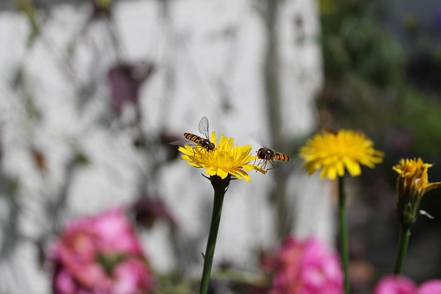Free Flower Nature photo and picture