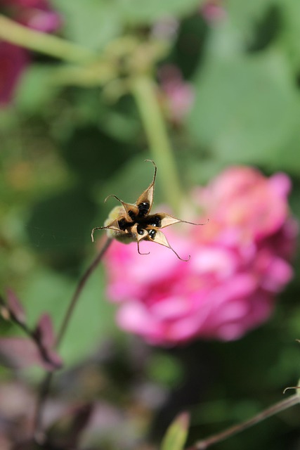 Free Flower Beautiful Flowers photo and picture