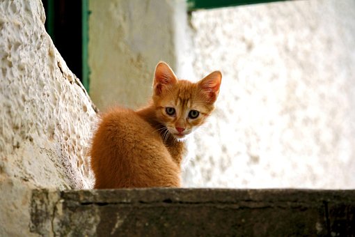 Kat, Lille, Sød, Lille Kat, Legende