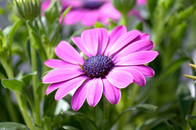 Free Flower Flower Background photo and picture