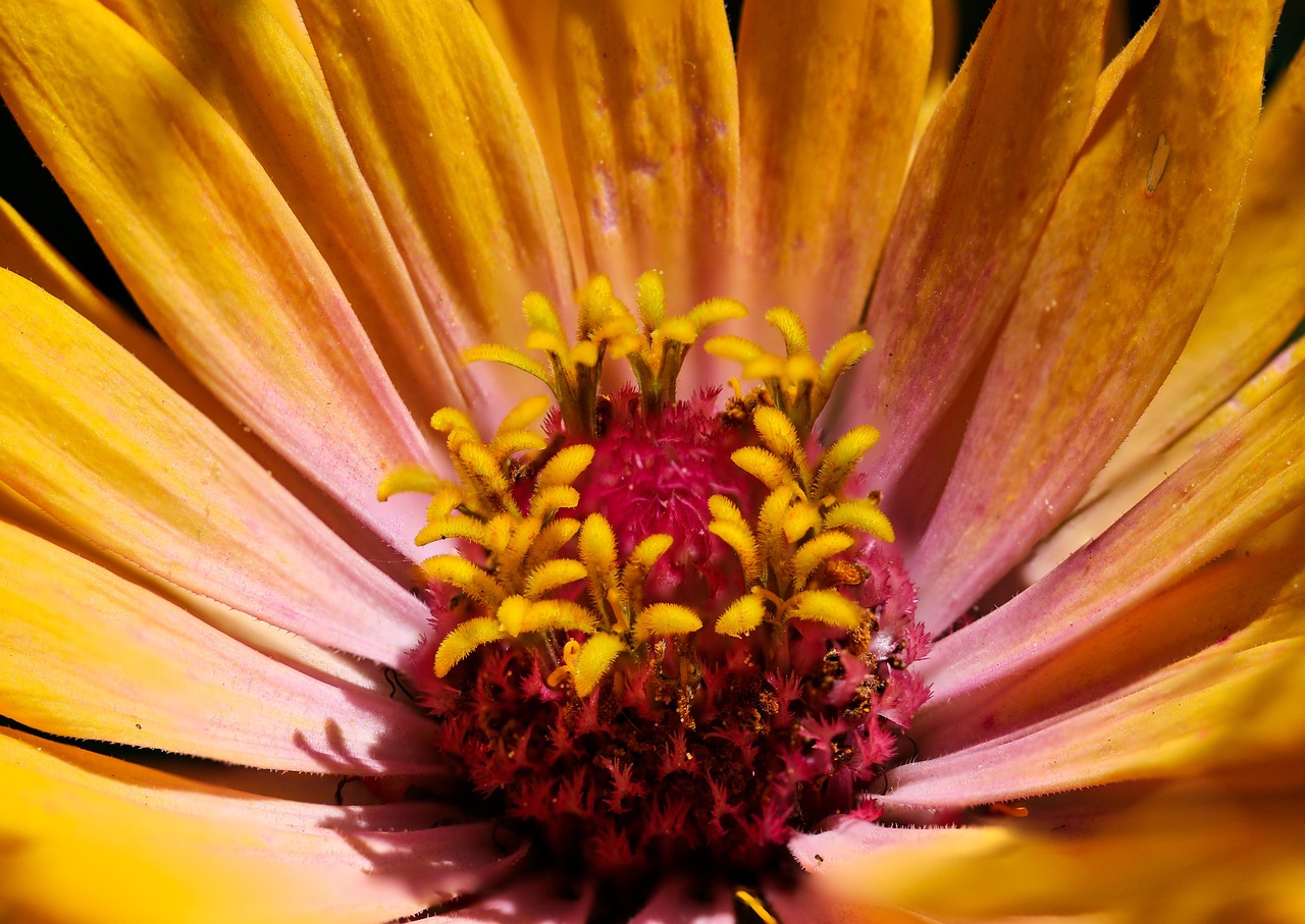 Blossom - free online jigsaw puzzle photo