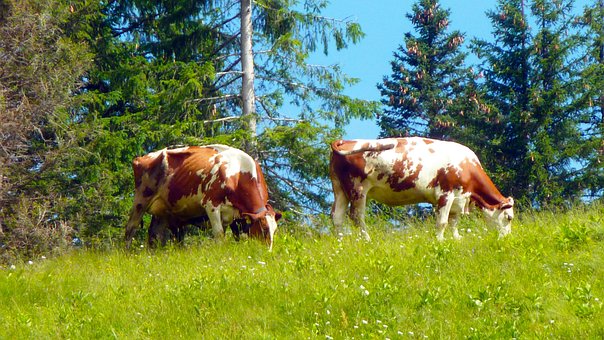 Vacas, Pasto, Alpes, Vaca, Agricultura