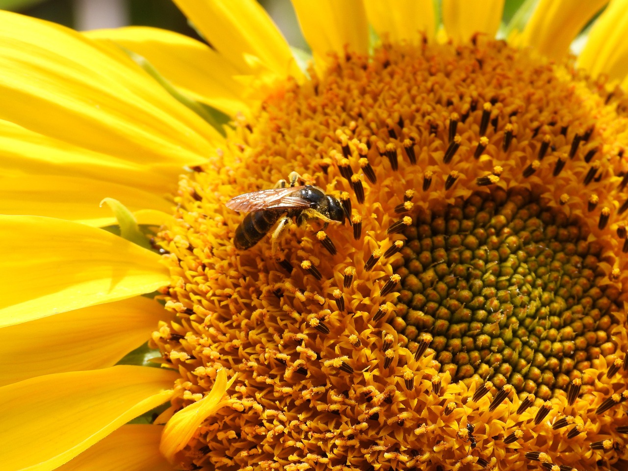 Bee Sunflower Flower - Free photo on Pixabay