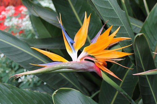 Free Flower Bird Of Paradise photo and picture