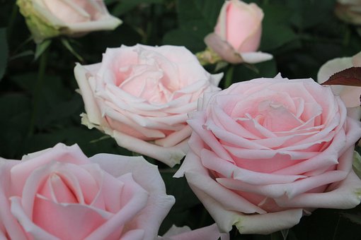 Free Flowers Rose photo and picture