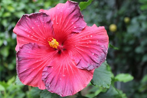 Free Flowers Bloom photo and picture