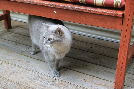 Free Cat Animal photo and picture