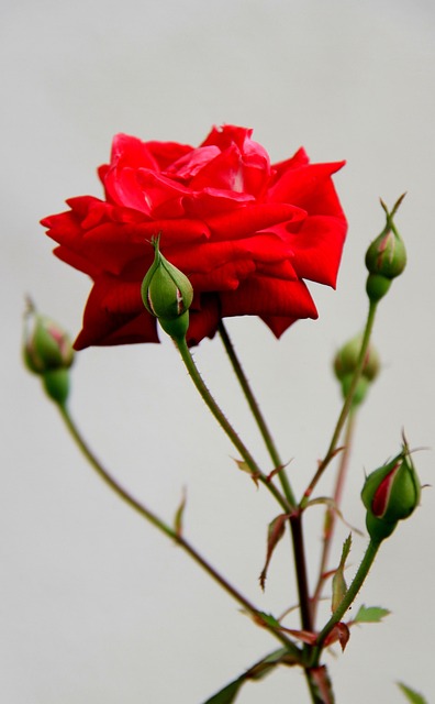 Free Rose Flower photo and picture
