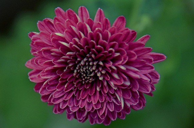 Free Chrysanthemum Beautiful Flowers photo and picture