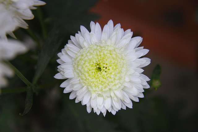 Free Chrysanthemum Mum photo and picture