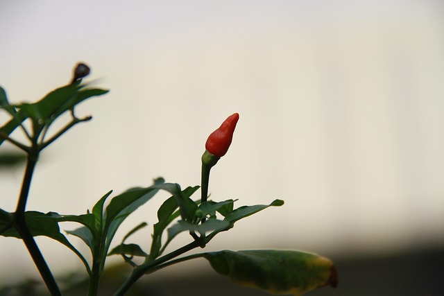 Free Chili Plant photo and picture