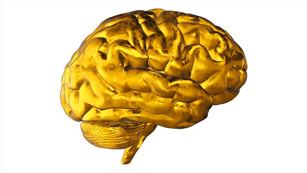 Anatomia, Biologia, Cérebro, Brilhante