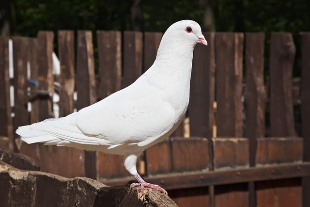 Free Pigeon White photo and picture