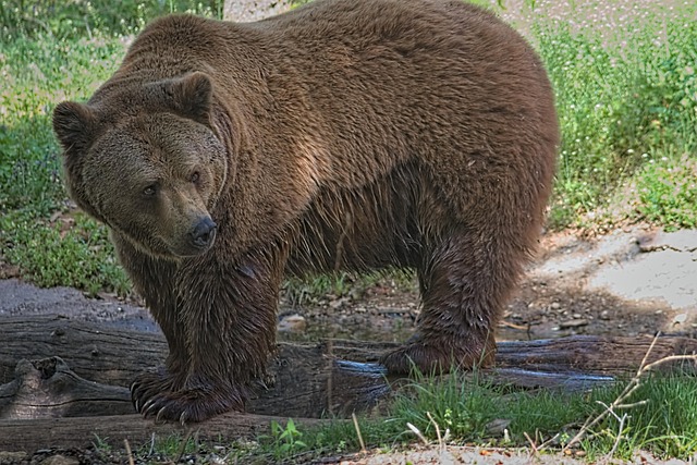 Free Bear Animal photo and picture