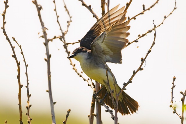 Free Bird Animals In The Wild photo and picture