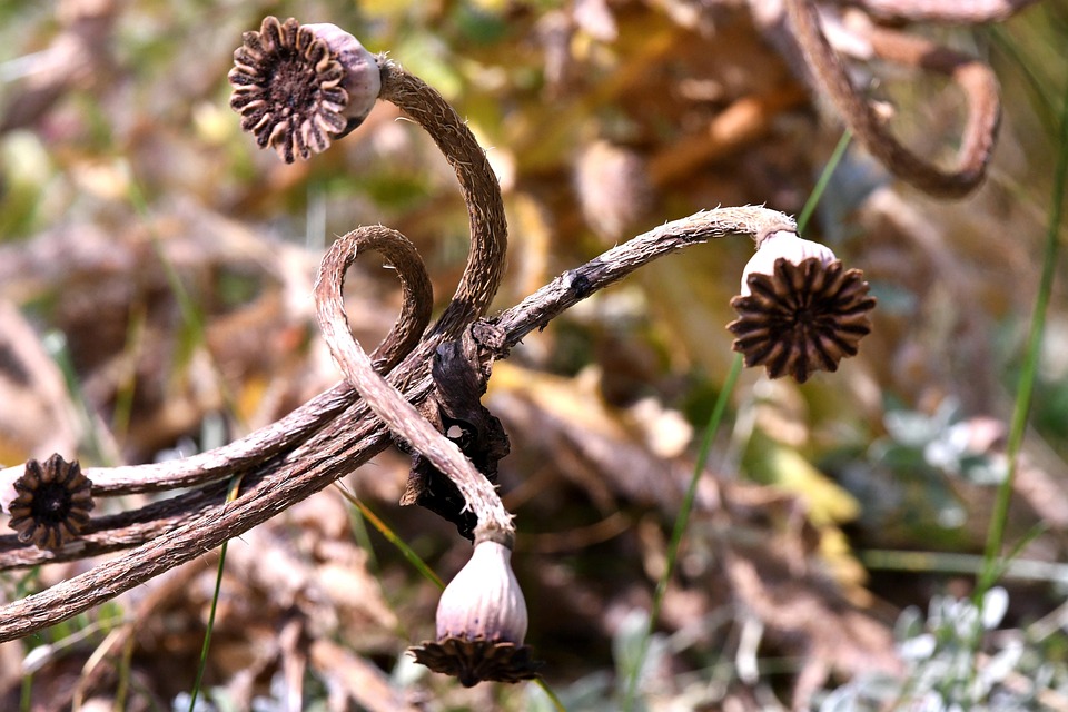 种荚 罂粟 植物区系 - Pixabay上的免费照片 - Pixabay