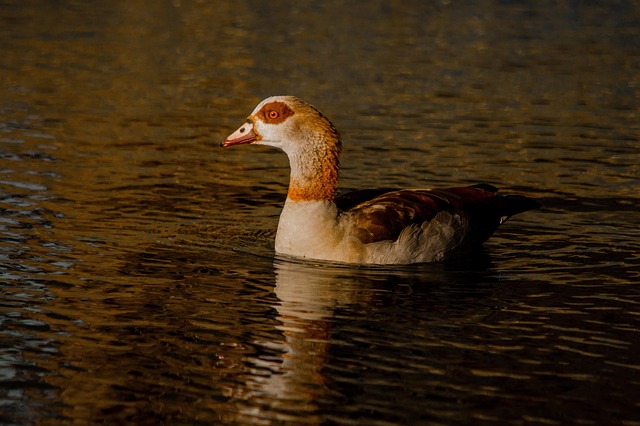Free Duck Pond photo and picture