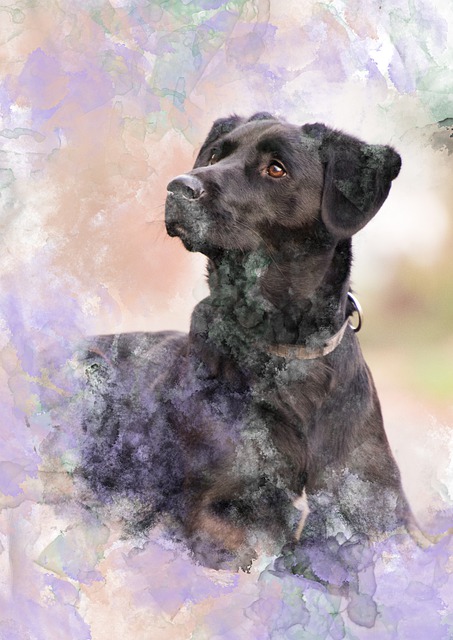Free dog black lab labrador illustration