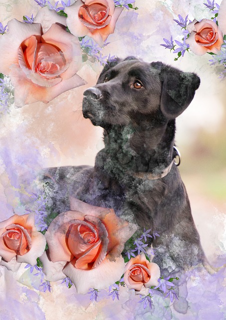 Free dog black lab labrador illustration