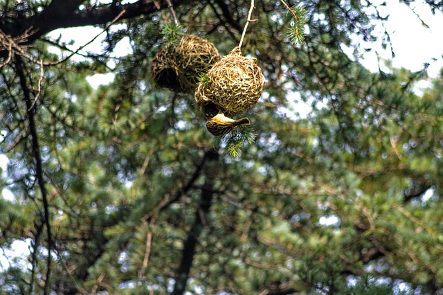 Free Bird Feeding photo and picture