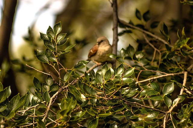 Free Bird Swallow photo and picture