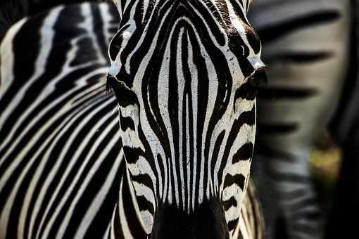 Free Zebra Nature photo and picture