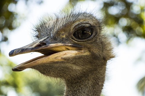 Free Ostrich Big photo and picture