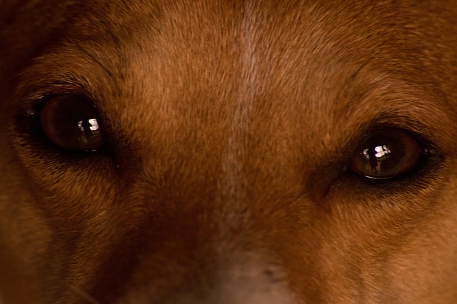 Free Dog Eyes photo and picture