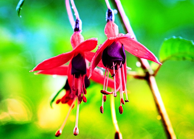 Fuchsia, Struik, Tuin, Roze