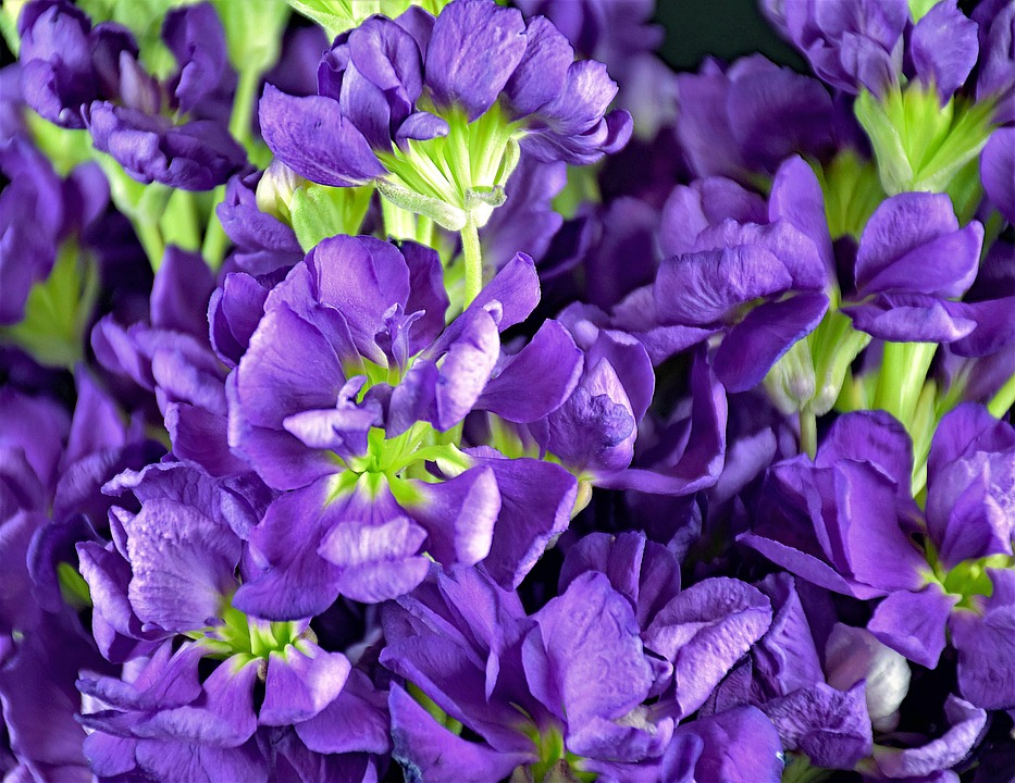 Virginia Stock Flower Floral Free photo on Pixabay