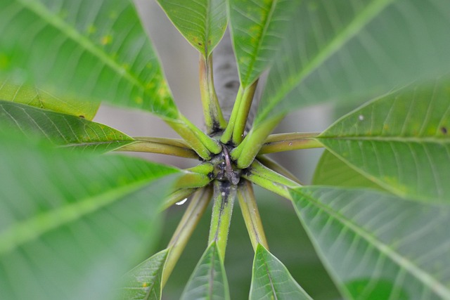 Free Plant Leaves photo and picture