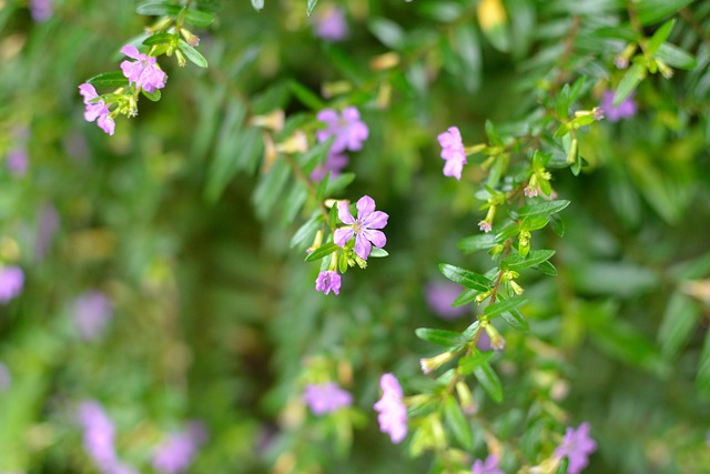 Free Pink Flowers Tiny Flowers photo and picture