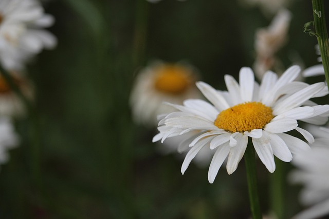 Marguerite Blanche Fleurs Le - Photo gratuite sur Pixabay - Pixabay