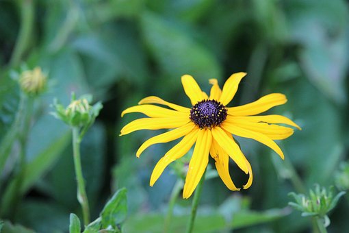 Free Daisy Yellow photo and picture