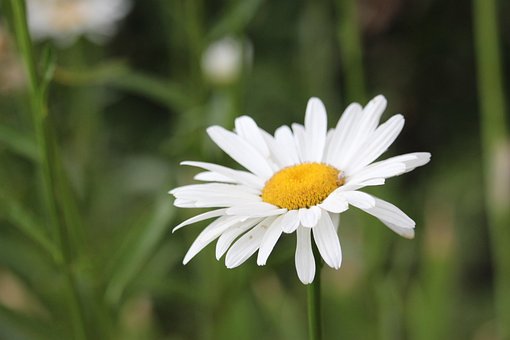 Free Flower Daisy photo and picture