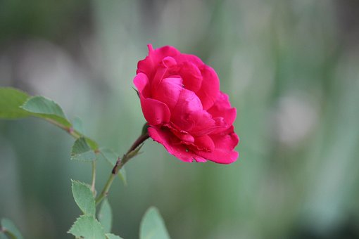 Free Flower Pink photo and picture