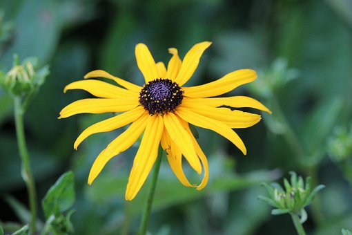Free Flower Daisy photo and picture