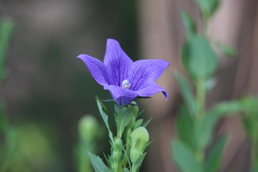 Free Flower Beautiful Flowers photo and picture