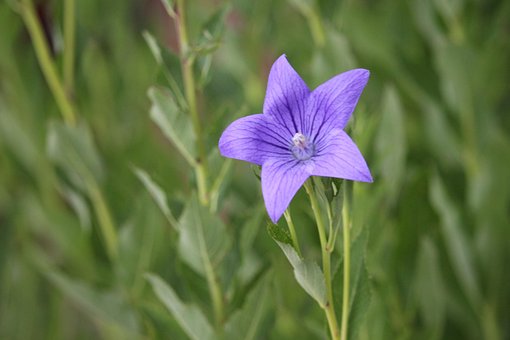 Free Flower Purple photo and picture