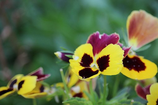 Free Pansy Flower Background photo and picture