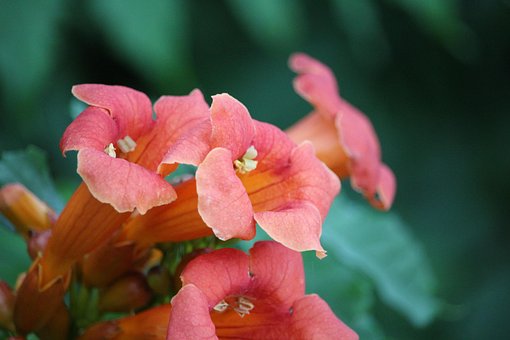 Free Flower Coral photo and picture