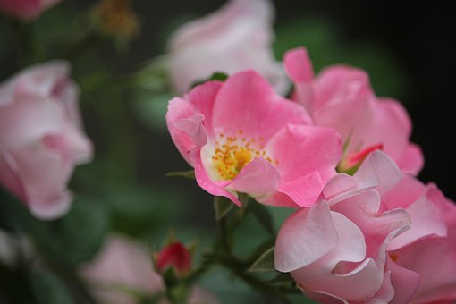 Free Flower Yellow photo and picture