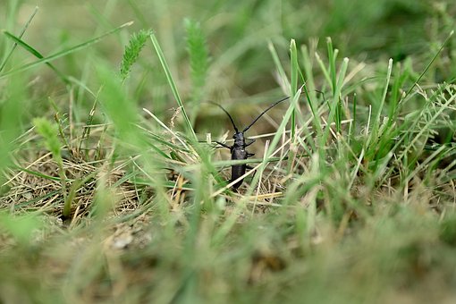 Gras, Strigun, Käfer, Natur, Schnurrbart