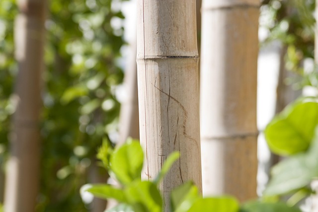 Free Bamboo Trunks photo and picture